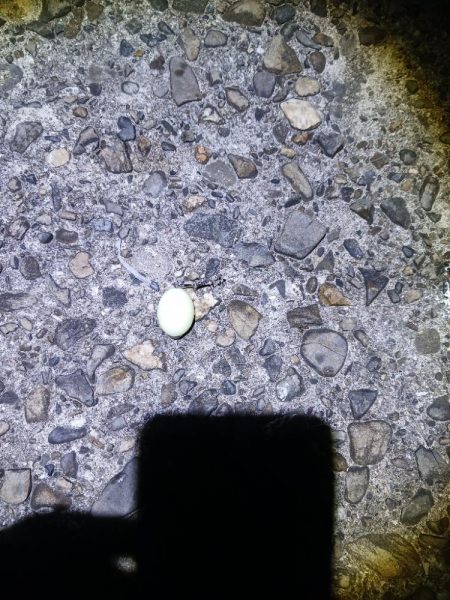 タチウオ不発でアジ好調