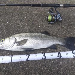 初ヒラスズキ!!