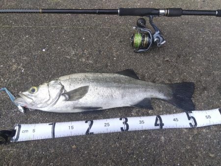 初ヒラスズキ!!