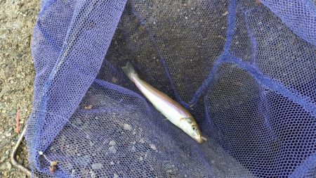 雨の合間を縫って