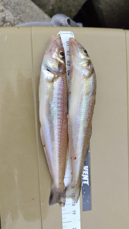 雨の落ちないうちに