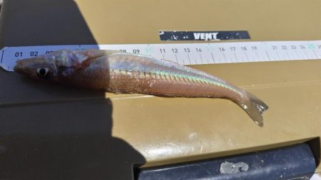 キスを釣りたい