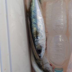 初めての朝マズメ