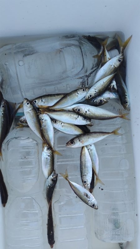 今シーズン一番だめでした