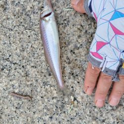 室津のキス釣り