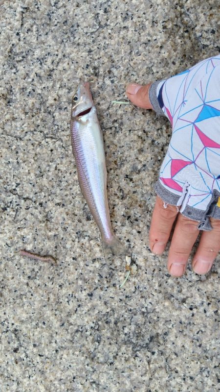 室津のキス釣り