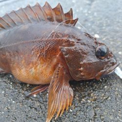 ロックフィッシュ釣行