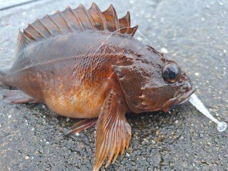 ロックフィッシュ釣行