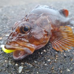 ロックフィッシュ釣行