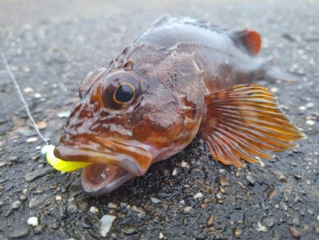 ロックフィッシュ釣行