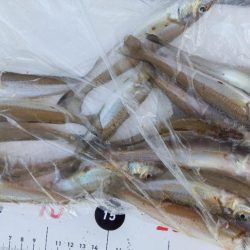 苅屋海岸のキス釣り