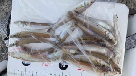 苅屋海岸のキス釣り