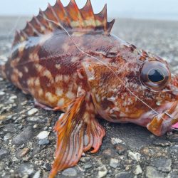 ロックフィッシュ釣行