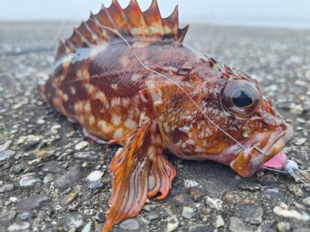 ロックフィッシュ釣行