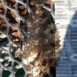 小グレちゃんと良型アイゴ、ヒラスズキ他