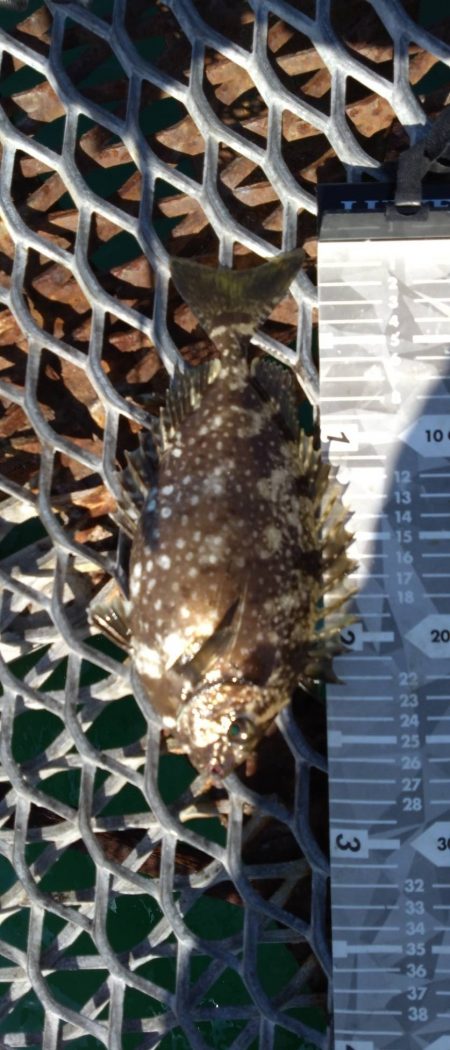 小グレちゃんと良型アイゴ、ヒラスズキ他