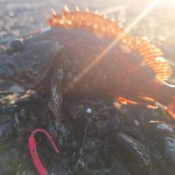 ロックフィッシュ釣行