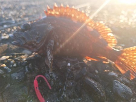 ロックフィッシュ釣行