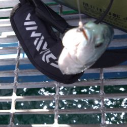 もたつき1尾止まり…