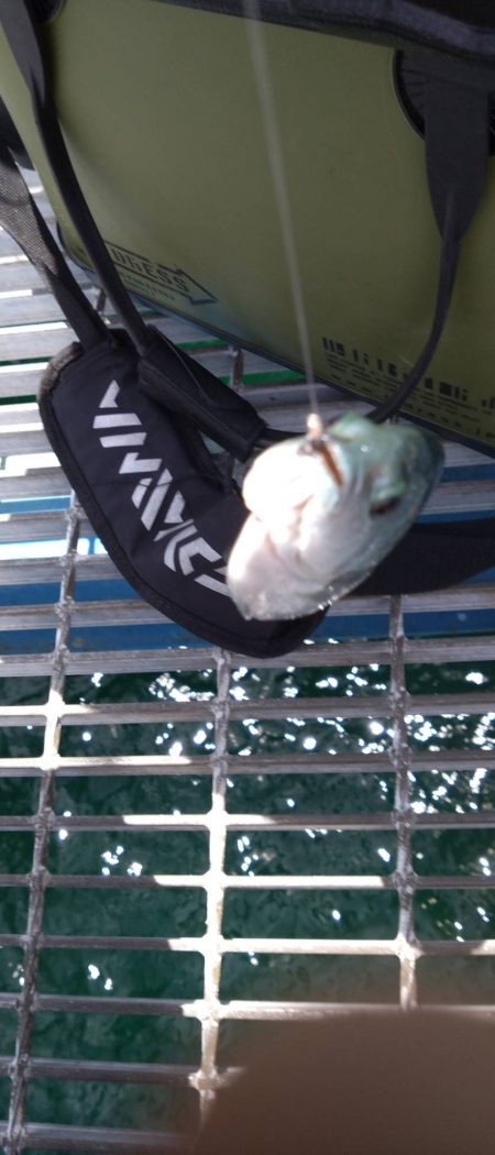 もたつき1尾止まり…