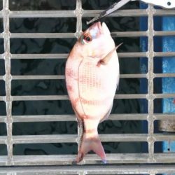 クサフグの猛攻に…大大苦戦