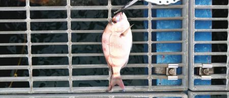 クサフグの猛攻に…大大苦戦