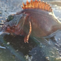 ロックフィッシュ釣行