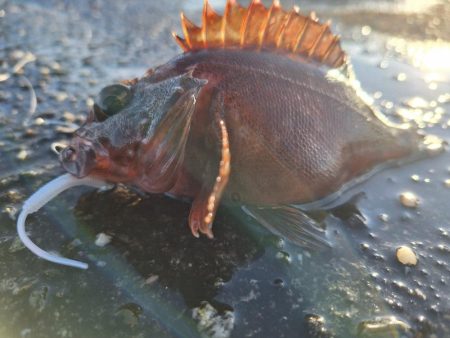 ロックフィッシュ釣行