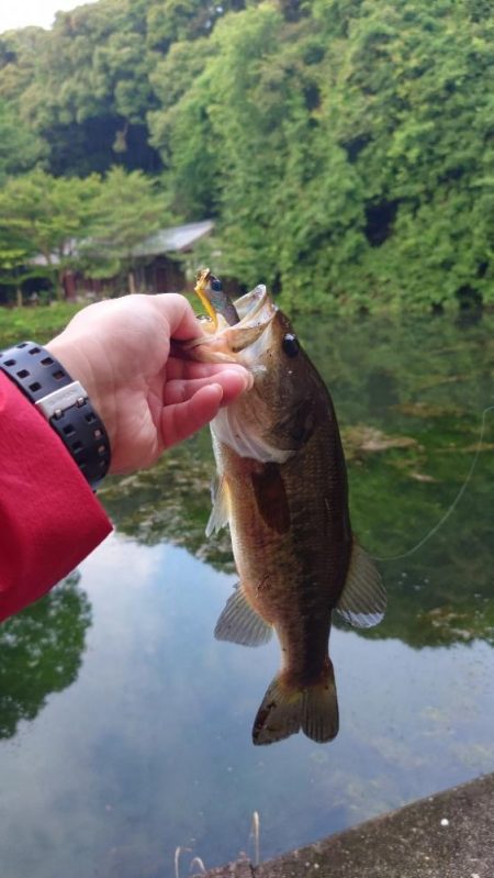 雨後のトップゲーム