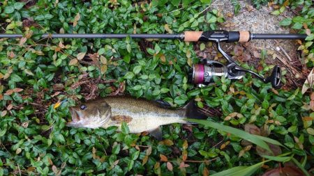 結局いつも通り