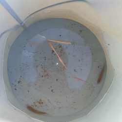 外道とは思えない美しさ