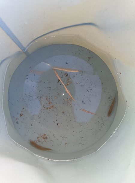 外道とは思えない美しさ