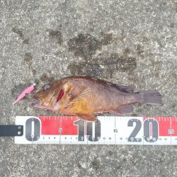 ロックフィッシュ釣行