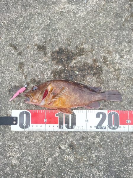 ロックフィッシュ釣行