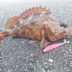 ロックフィッシュ釣行