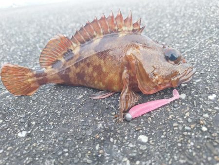 ロックフィッシュ釣行