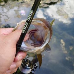 サイトフィッシング