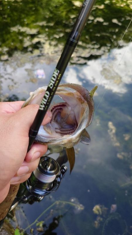 サイトフィッシング