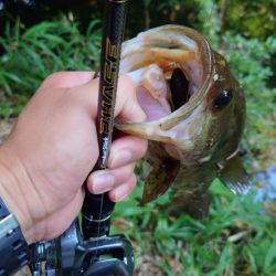 カバースキャット!