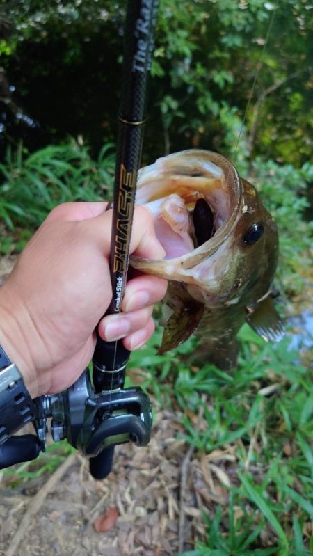 カバースキャット!