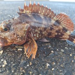ロックフィッシュ釣行
