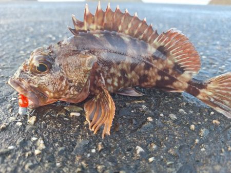 ロックフィッシュ釣行