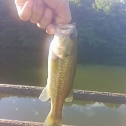 ジェネスターフィッシュ