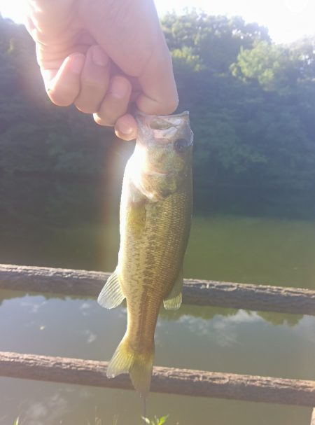 ジェネスターフィッシュ