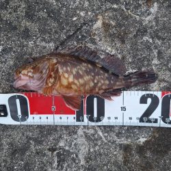 ロックフィッシュ釣行