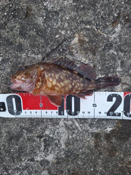 ロックフィッシュ釣行