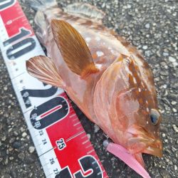 ロックフィッシュ釣行