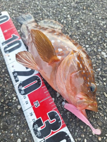 ロックフィッシュ釣行