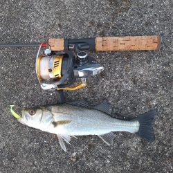 シーバス釣行