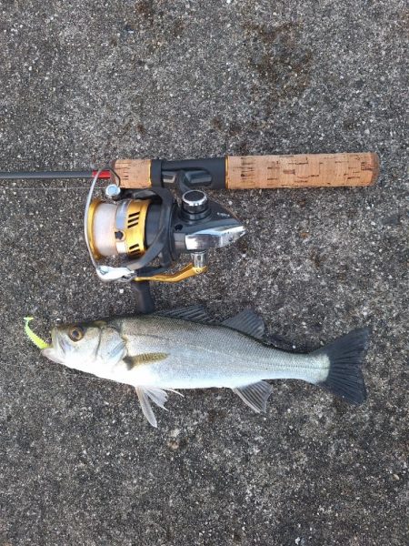 シーバス釣行